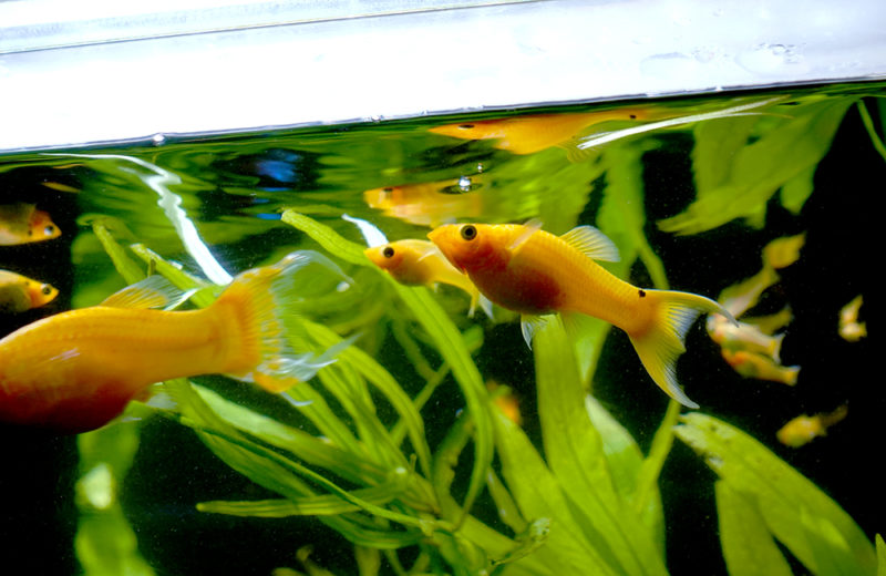 水草の間を泳ぐ黄色い熱帯魚と水面に映る魚の影