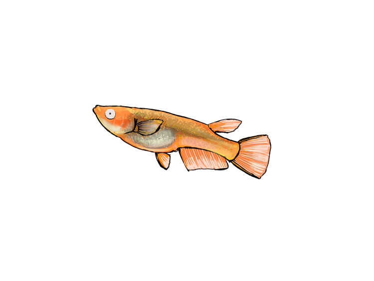 白背景に描かれたオレンジ色のメダカのイラスト