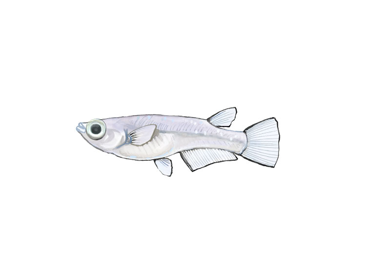 白背景に描かれた一匹のメダカのイラスト