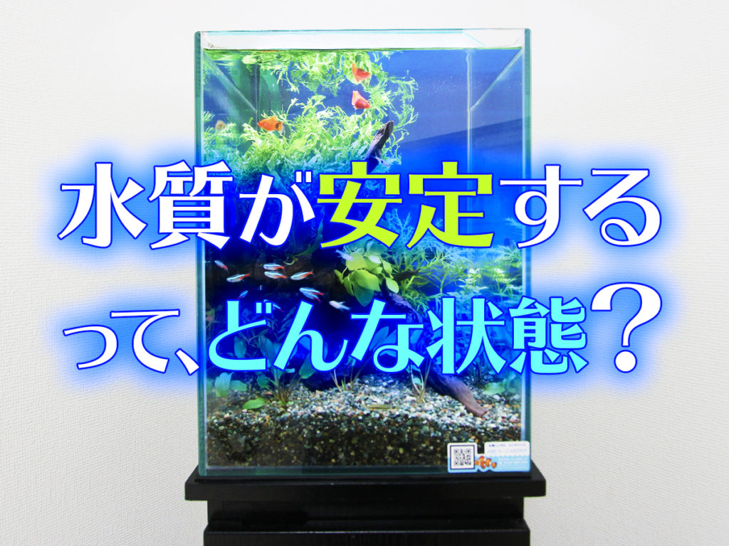 水質が安定する、とはどういう状態?バクテリアの定着などの目安を紹介のサムネイル画像
