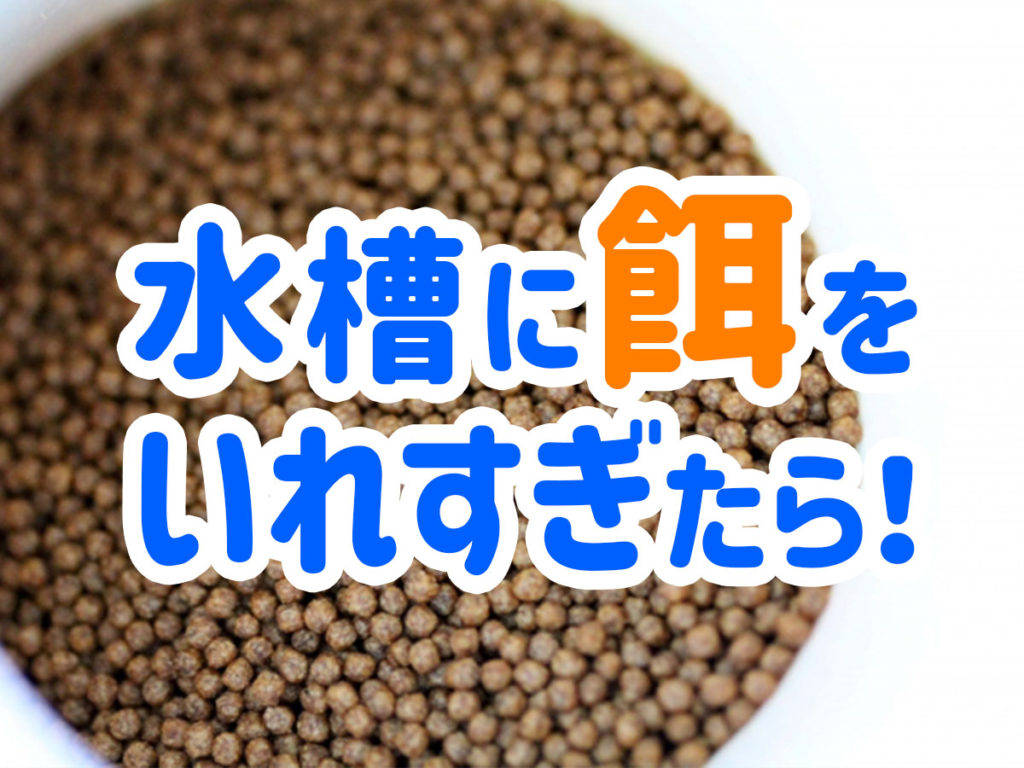 魚に餌を与えすぎた！水槽に餌を大量投入してしまった時の対処法を解説のサムネイル画像