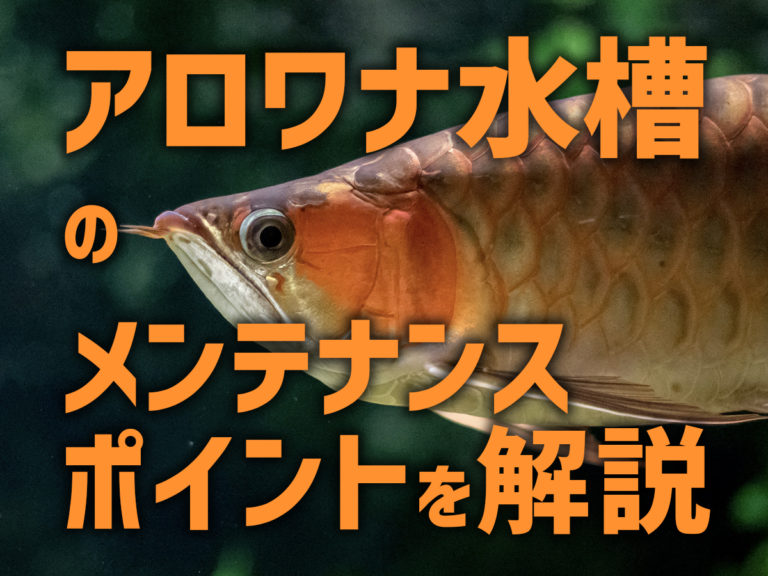アロワナ水槽のメンテナンスポイントの見出し画像