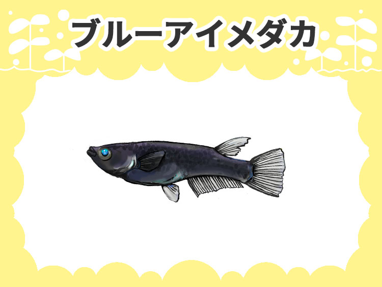ブルーアイメダカのサムネイル画像