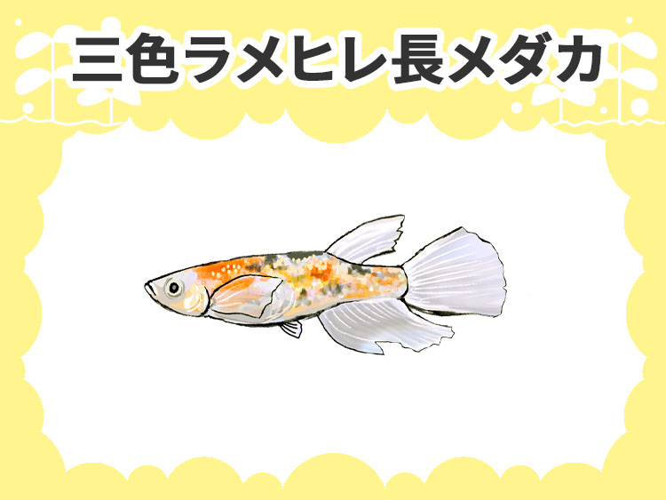 3色ラメヒレ長メダカのサムネイル画像