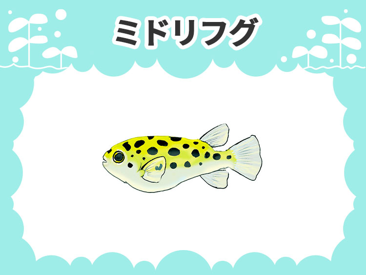 ミドリフグのお魚図鑑