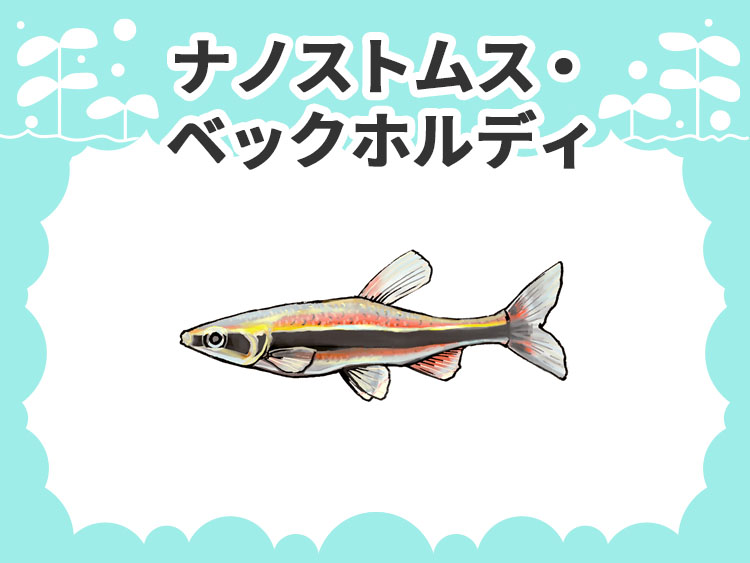 ナノストムス・ベックホルディ（ペンシルフィッシュ）のお魚図鑑