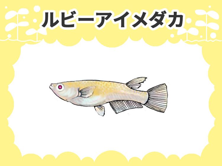 ルビーアイメダカのサムネイル画像