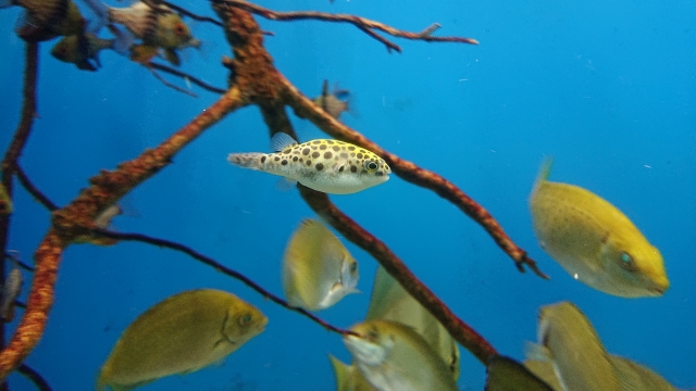 青い背景の水槽を泳ぐフグの仲間と流木と熱帯魚群