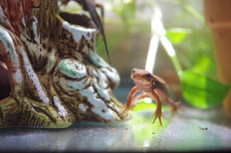 切り株の置物と水槽内を歩くアカハライモリの仲間