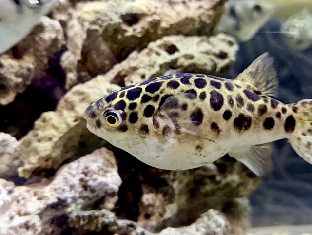 岩の前に浮かぶ黒い斑点模様のフグの仲間
