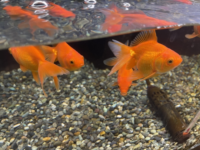 砂利を敷いた水槽内を泳ぐ数匹の赤い金魚と水温計