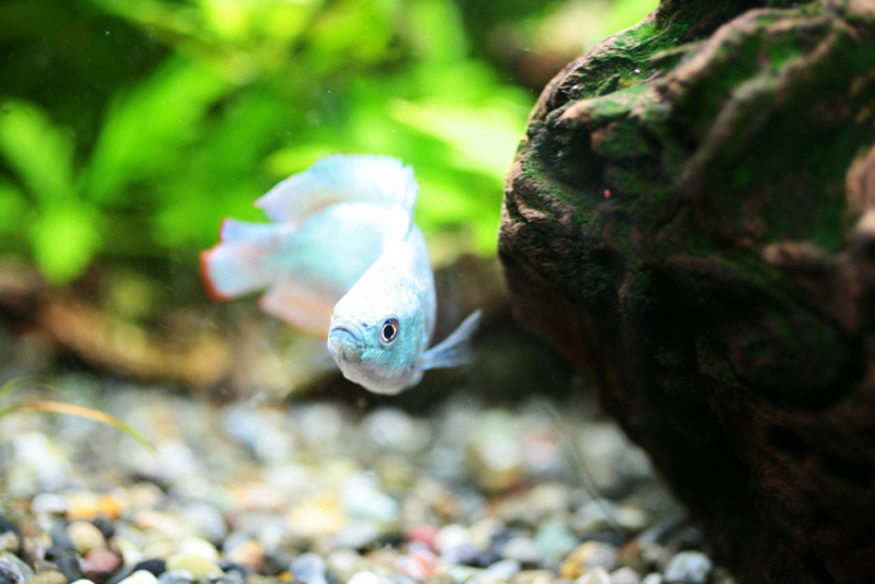 流木と水草の間を泳ぐ青い熱帯魚と底砂の風景