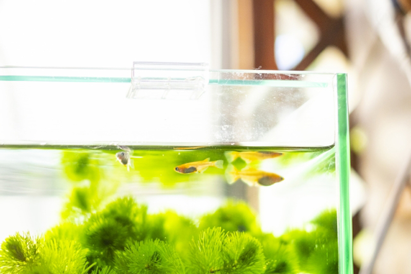 水草が茂る水槽内を泳ぐメダカとガラス容器の角