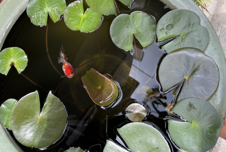 睡蓮鉢に浮かぶ水草の葉と泳ぐ一匹の金魚