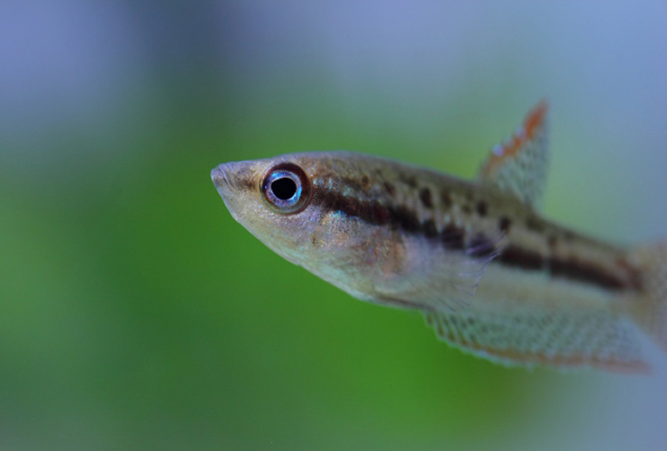 水草を背景に泳ぐ黒いラインが入った小型熱帯魚の横顔