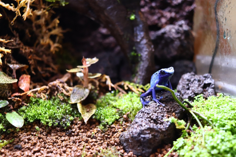 溶岩石に座る青いカエルと苔が生い茂るパルダリウム