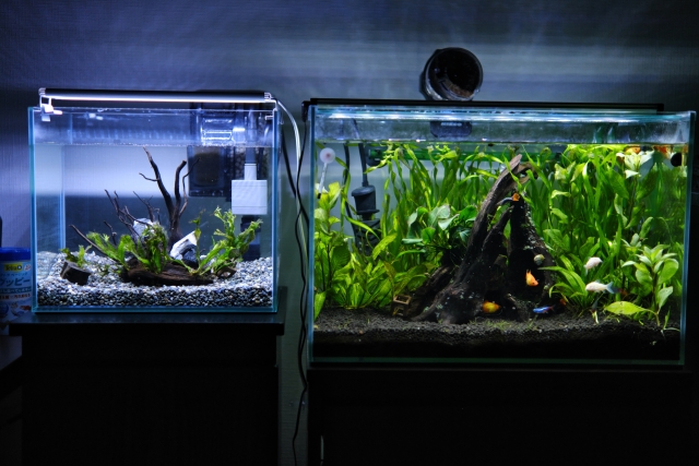 水草や流木を配置した大小2つの並んだ熱帯魚水槽
