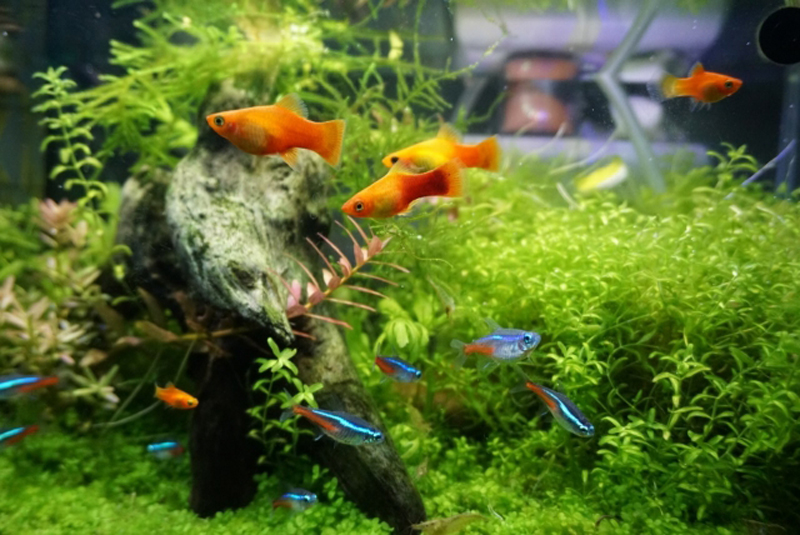水草水槽を泳ぐネオンテトラの仲間とオレンジ色の熱帯魚