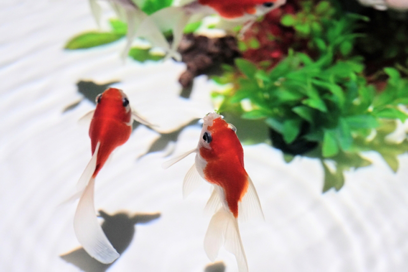 白い砂の上を泳ぐ赤と白の金魚と緑の水草