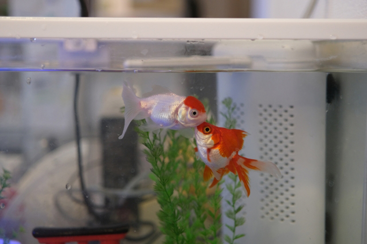 水槽内を泳ぐ赤白2匹の金魚と人工水草の風景