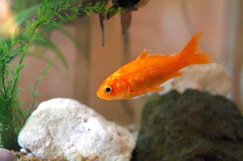水草と石のある水槽内を泳ぐオレンジ色の金魚