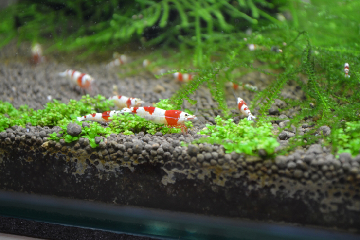 ソイル上の水草と紅白模様のシュリンプの仲間