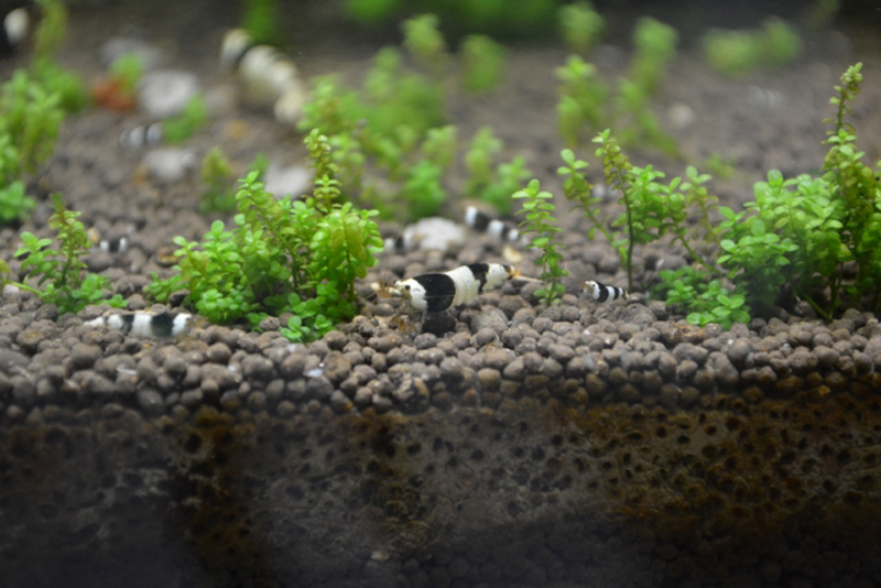 ソイルに植えられた水草と白黒模様のシュリンプの仲間