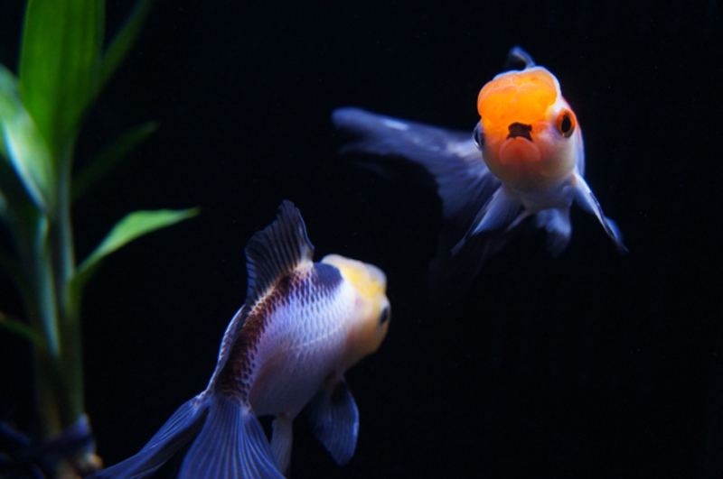 黒い背景を泳ぐ2匹の金魚と左側の水草