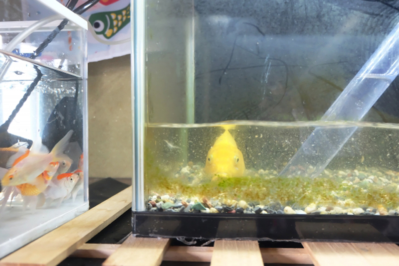 水位の低い水槽内の金魚と隣の小型水槽の金魚群