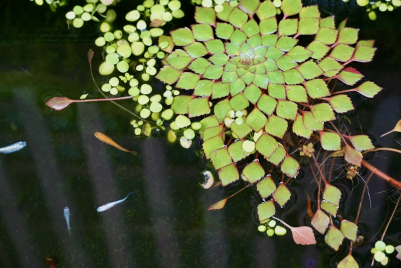 水面に浮かぶ浮き草と泳ぐメダカの俯瞰写真
