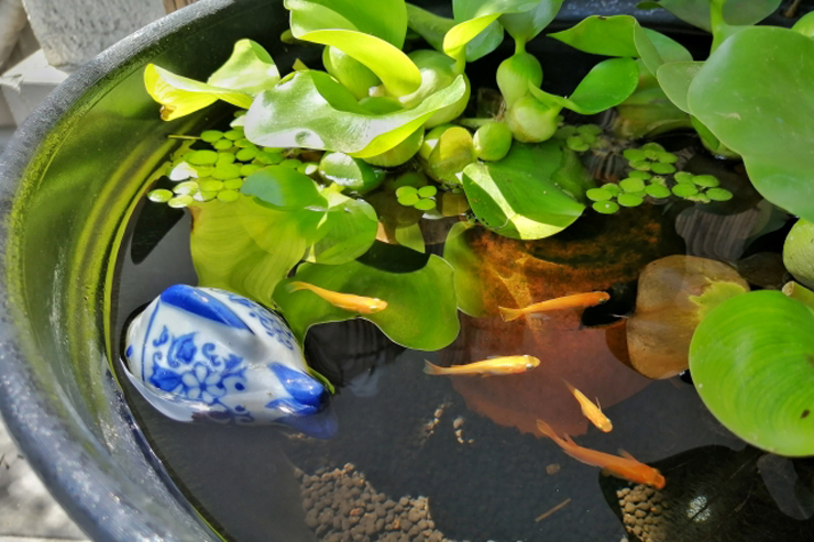 ホテイアオイが浮かぶ鉢で泳ぐ数匹のメダカと陶器の置物