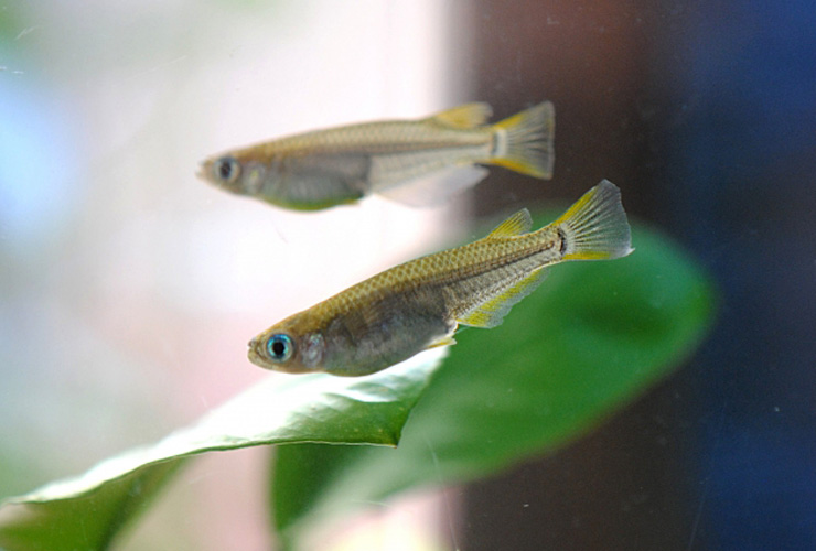 水草の上を泳ぐ2匹のメダカの仲間と緑色の葉の背景