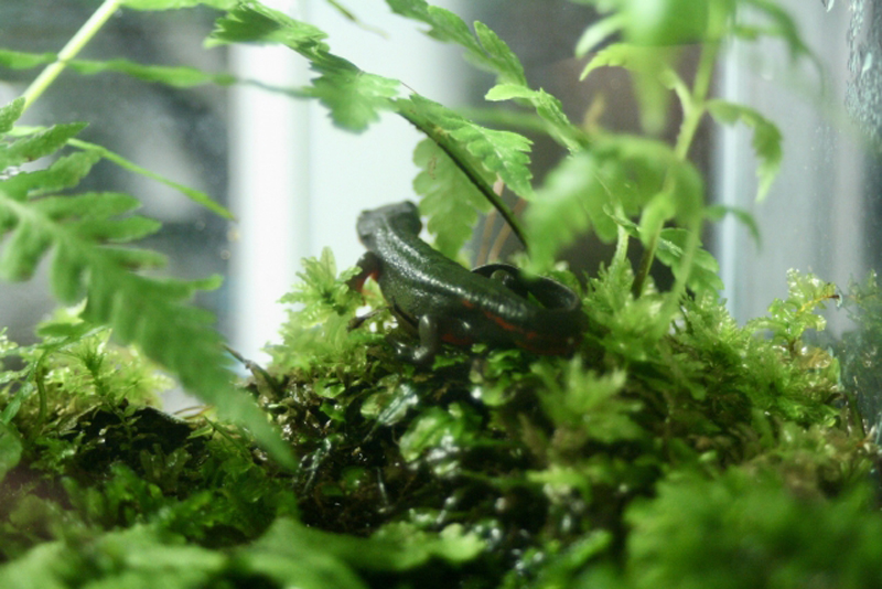 苔の上にいるイモリとシダ植物のテラリウム