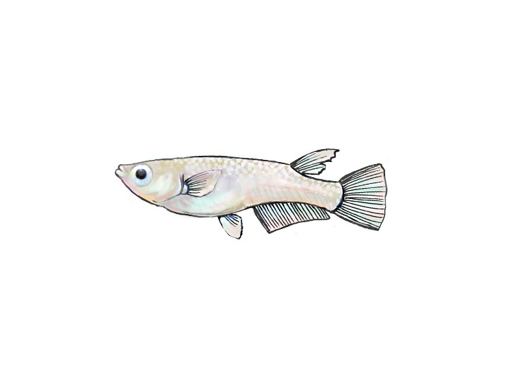 白背景に描かれた一匹のメダカのイラスト
