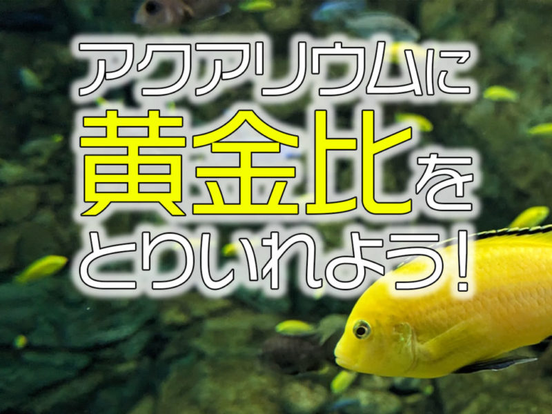 アクアリウムに黄金比をとりいれよう！の見出し画像
