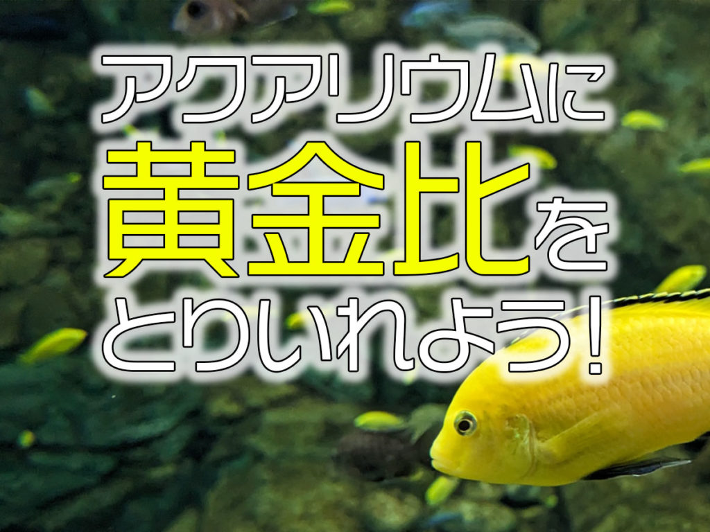 黄金比と水槽レイアウトとは!美しい比率と工夫でアクアリウムを作ろうのサムネイル画像