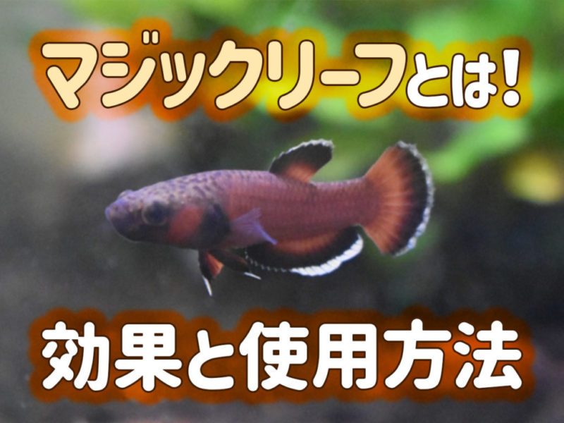 マジックリーフの効果と使用方法の見出し画像