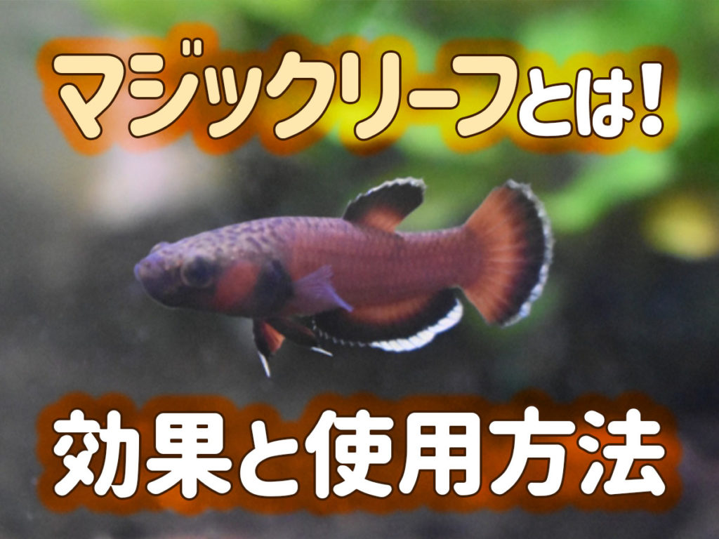 マジックリーフとは!効果と使用方法から、好む熱帯魚・生き物を紹介のサムネイル画像
