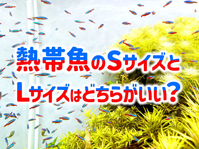 熱帯魚のSサイズとLサイズ比較の見出し画像