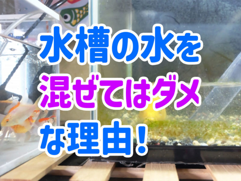 水槽の水を混ぜてはダメな理由の見出し画像