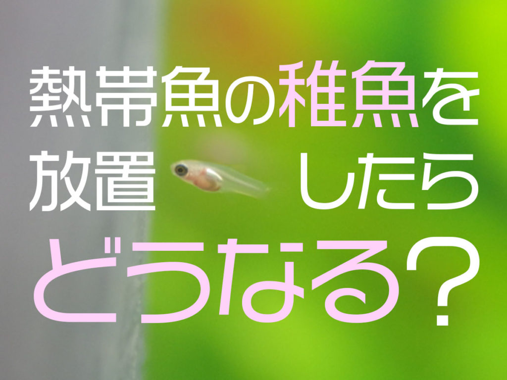熱帯魚の稚魚を放置したらどうなる！隔離しないで育てるポイントを紹介のサムネイル画像