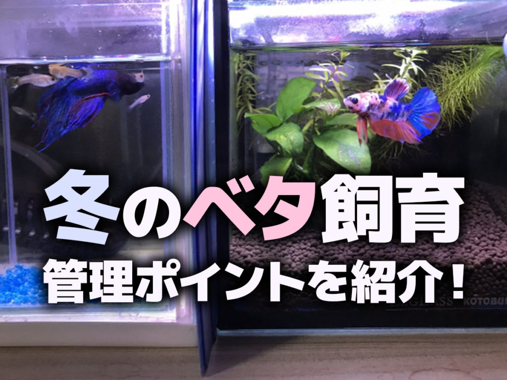 冬のベタ管理ポイント5個！水槽を保温する方法と無加温飼育の危険性のサムネイル画像