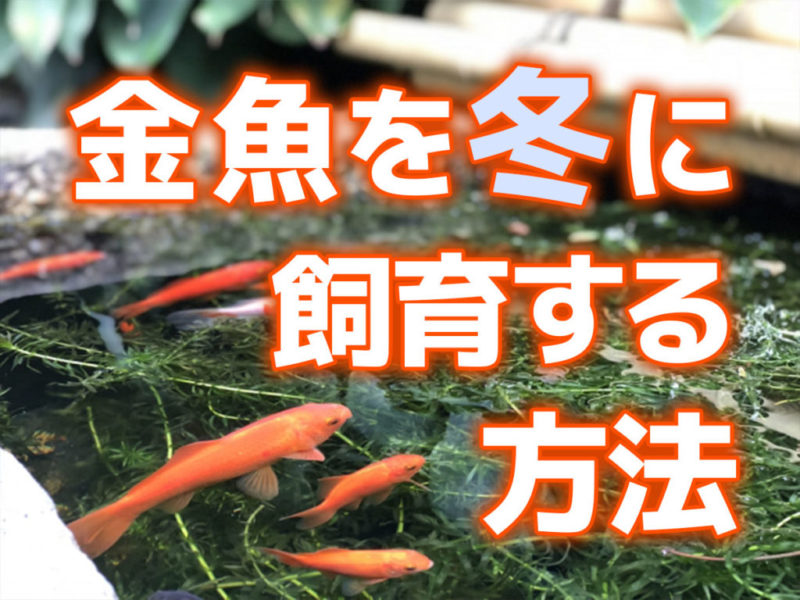 金魚を冬に飼育する方法の文字と水草の間を泳ぐ金魚