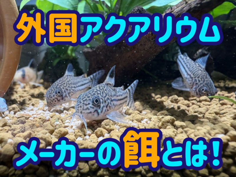 外国アクアリウムメーカーの餌の見出し画像とコリドラス類