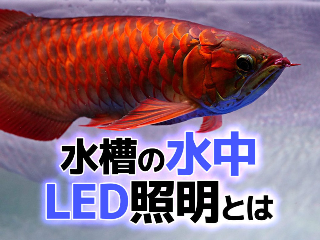 水槽の水中LED照明とは!おすすめ商品ベスト5や効果・注意点も紹介のサムネイル画像