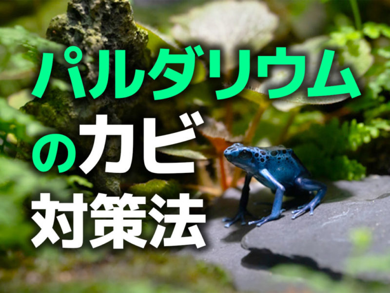 パルダリウムのカビ対策法の文字と青いカエルの見出し画像