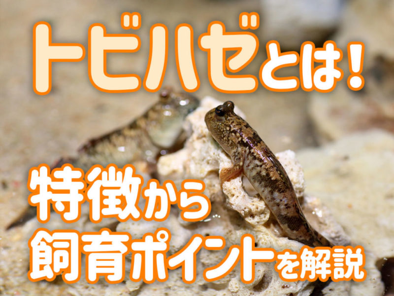 トビハゼの特徴と飼育ポイントを記載した見出し画像