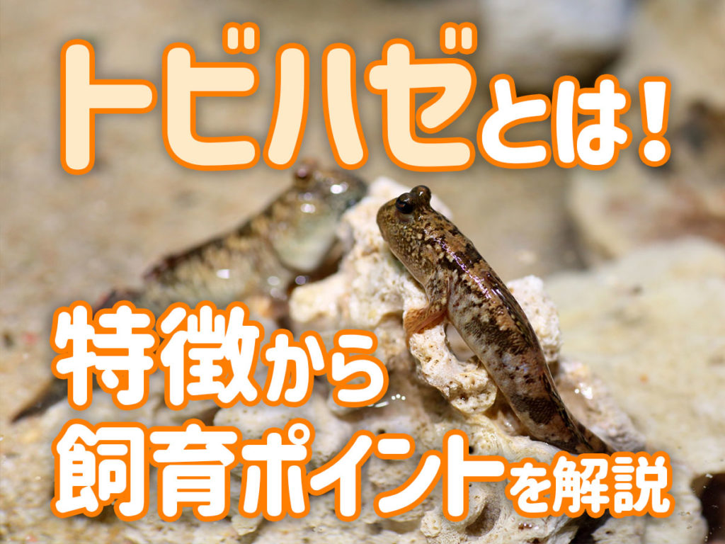 トビハゼとは!特徴や寿命から飼育に必要なもの・飼育ポイントを解説のサムネイル画像