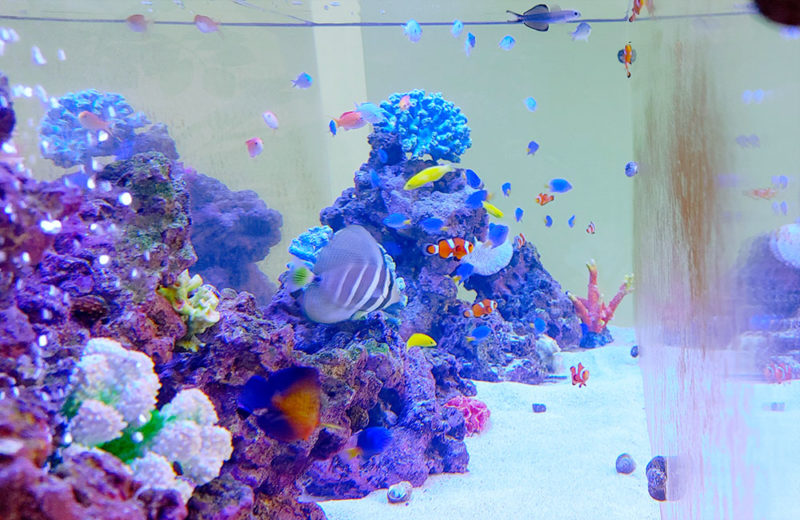 企業様の1.8m海水魚水槽!青い水槽台が特徴的な美しいアクアリウム 水槽画像4