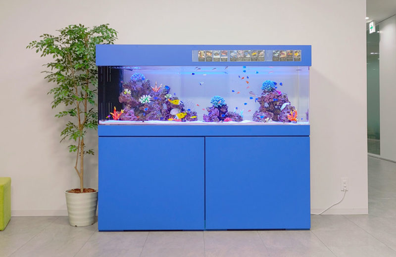夏に涼し気!おしゃれなレンタル・リース水槽のご紹介!暑い季節に癒しのアクアリウム 水槽画像3